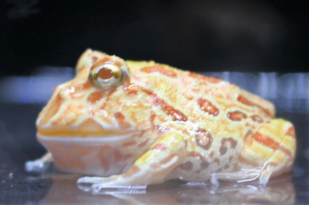 アプリコットクランウェルツノガエル入荷しました。 | 土浦観賞魚