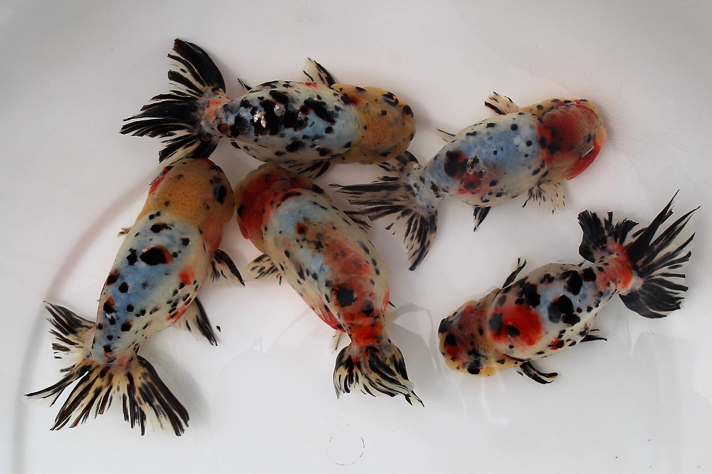 ☆二歳魚☆江戸錦☆志村産☆ | 土浦観賞魚 ☆二歳魚☆江戸錦☆志村産☆ | 土浦観賞魚