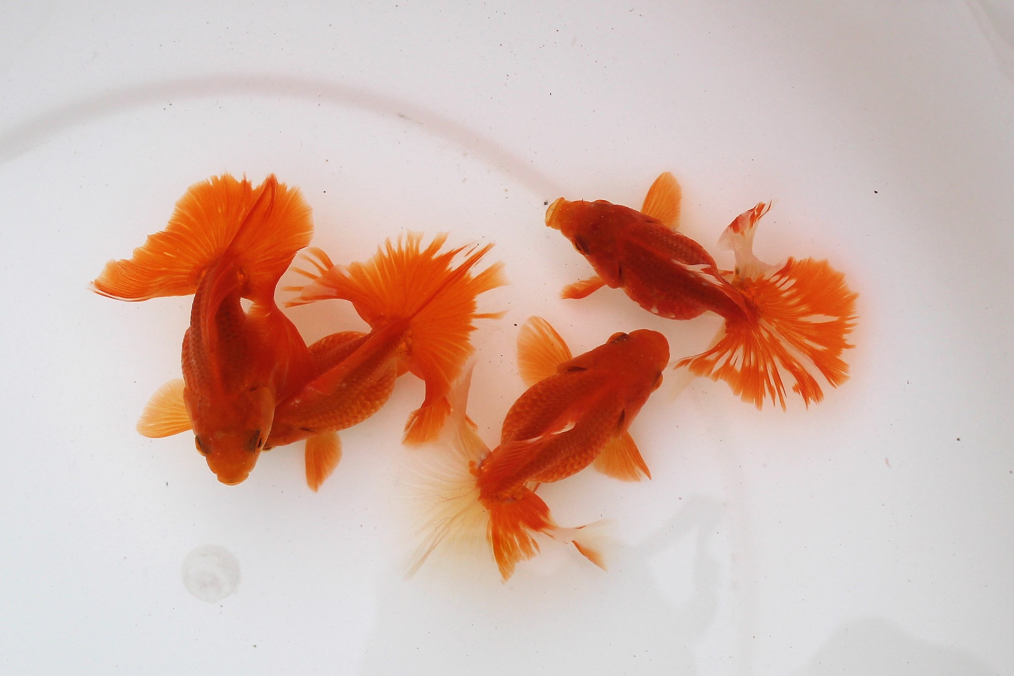 ☆二歳魚☆土佐錦☆埼玉産☆ | 土浦観賞魚