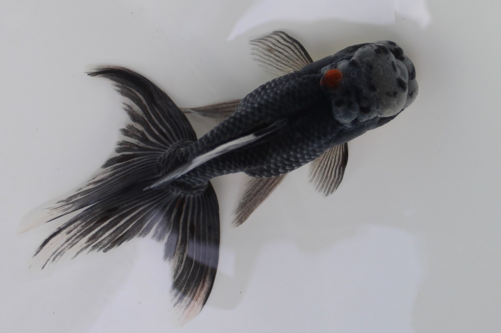 ☆二歳魚☆五色東錦☆極上個体☆ | 土浦観賞魚
