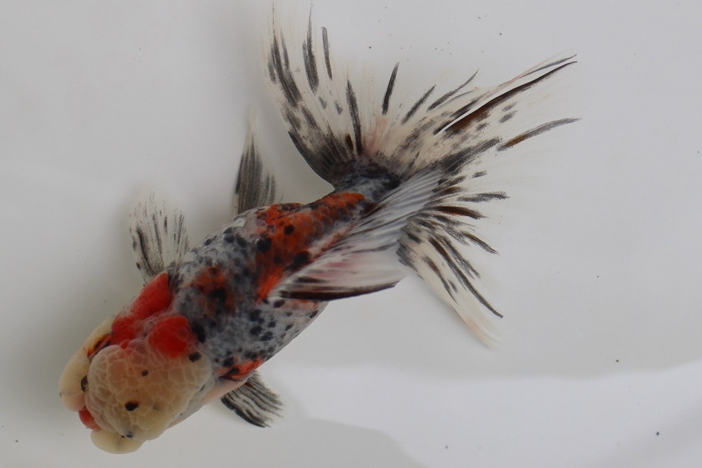 【販売します】金魚 東錦 2歳 □鈴木東錦二歳20cm前後オス【極上】