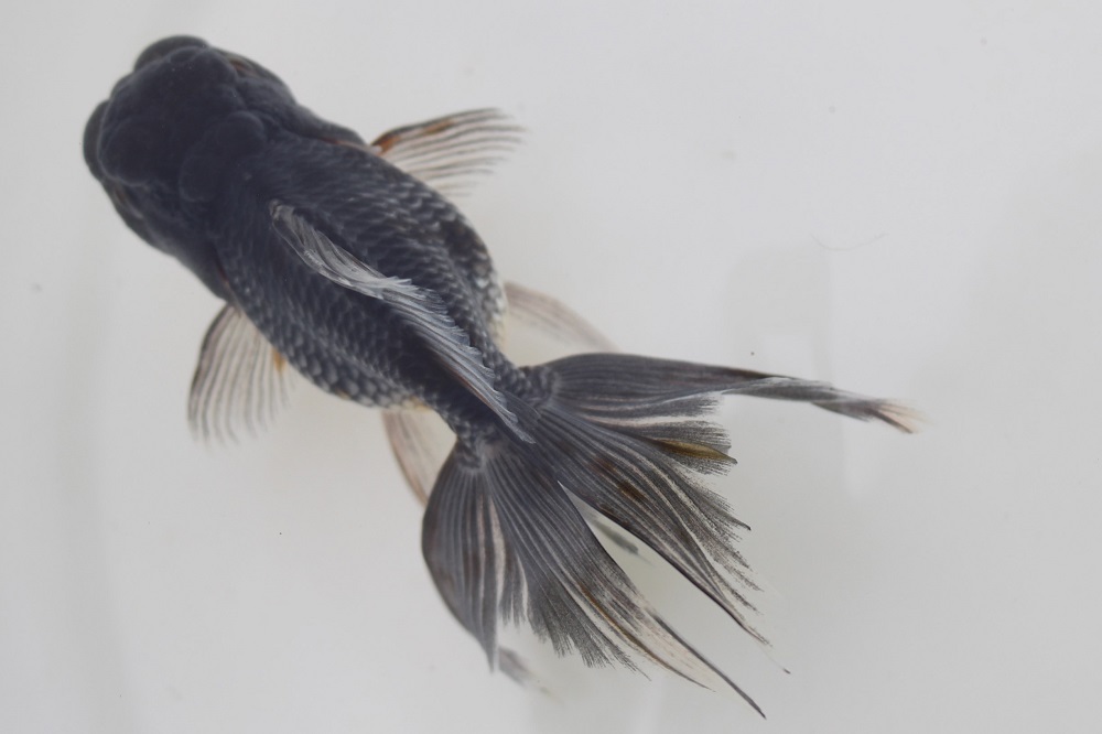 ☆二歳魚☆五色東錦☆極上個体☆ | 土浦観賞魚