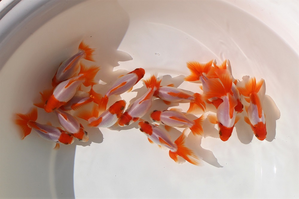 ☆二歳魚☆三州錦☆極上個体☆ | 土浦観賞魚