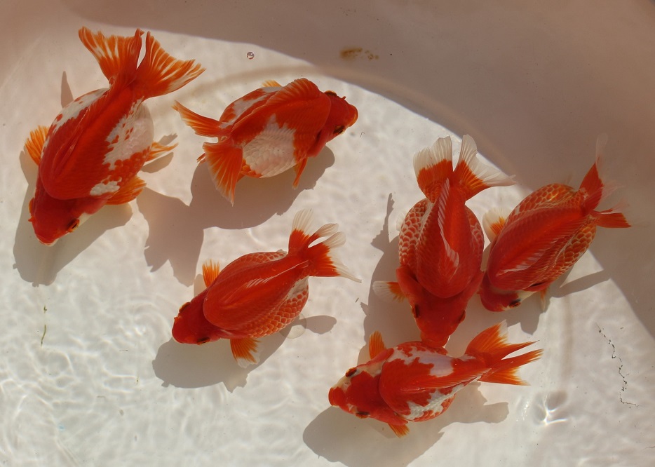 ☆二歳魚☆ショートテール琉金☆極上個体☆ | 土浦観賞魚