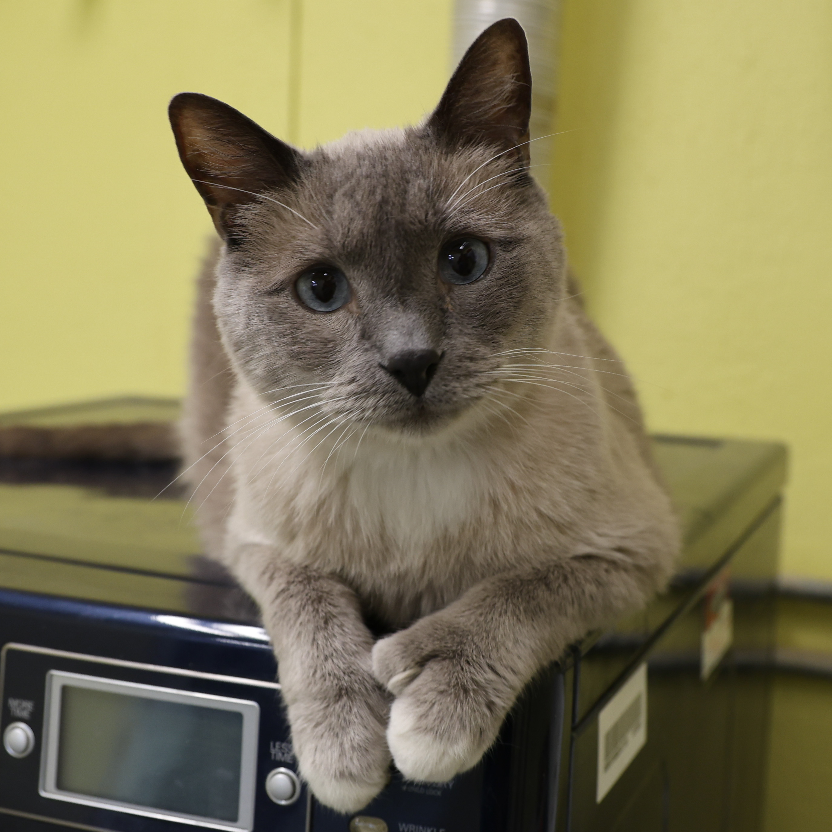 Adoptable