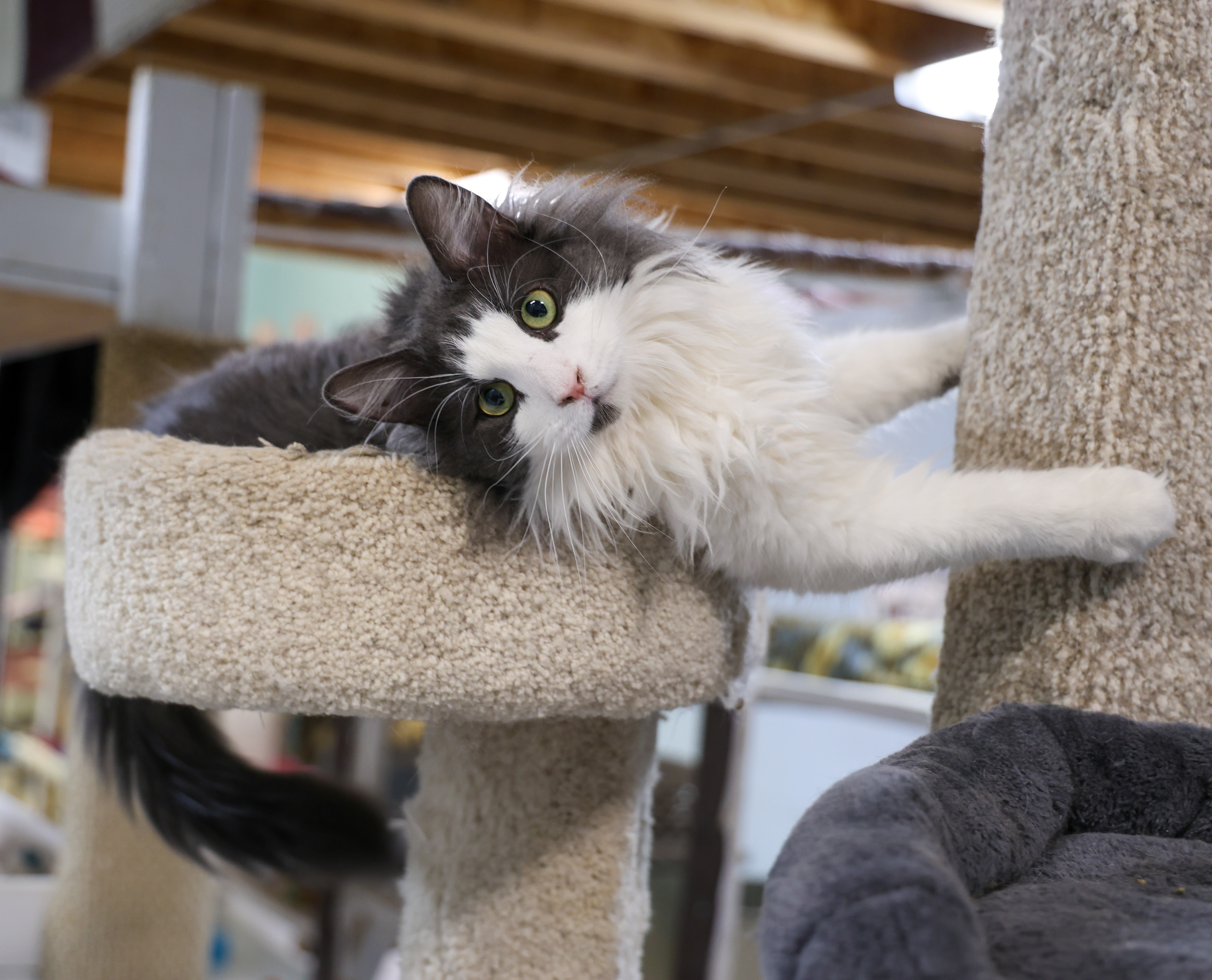 Vinny - Adoptable