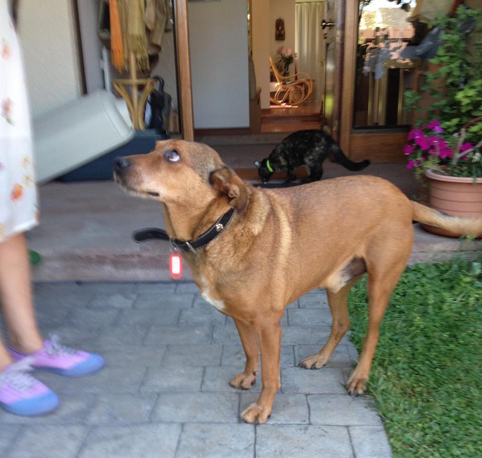 Alvin is a really nice older dog. He's castrated and vaccinated of course. and he is GREAT WITH CATS. Alvin won't harass your cat. he even lets the cat at his foster home eat at the same time from his bowl. this is a really sweet dog, very calm and quiet. super low-maintenance.