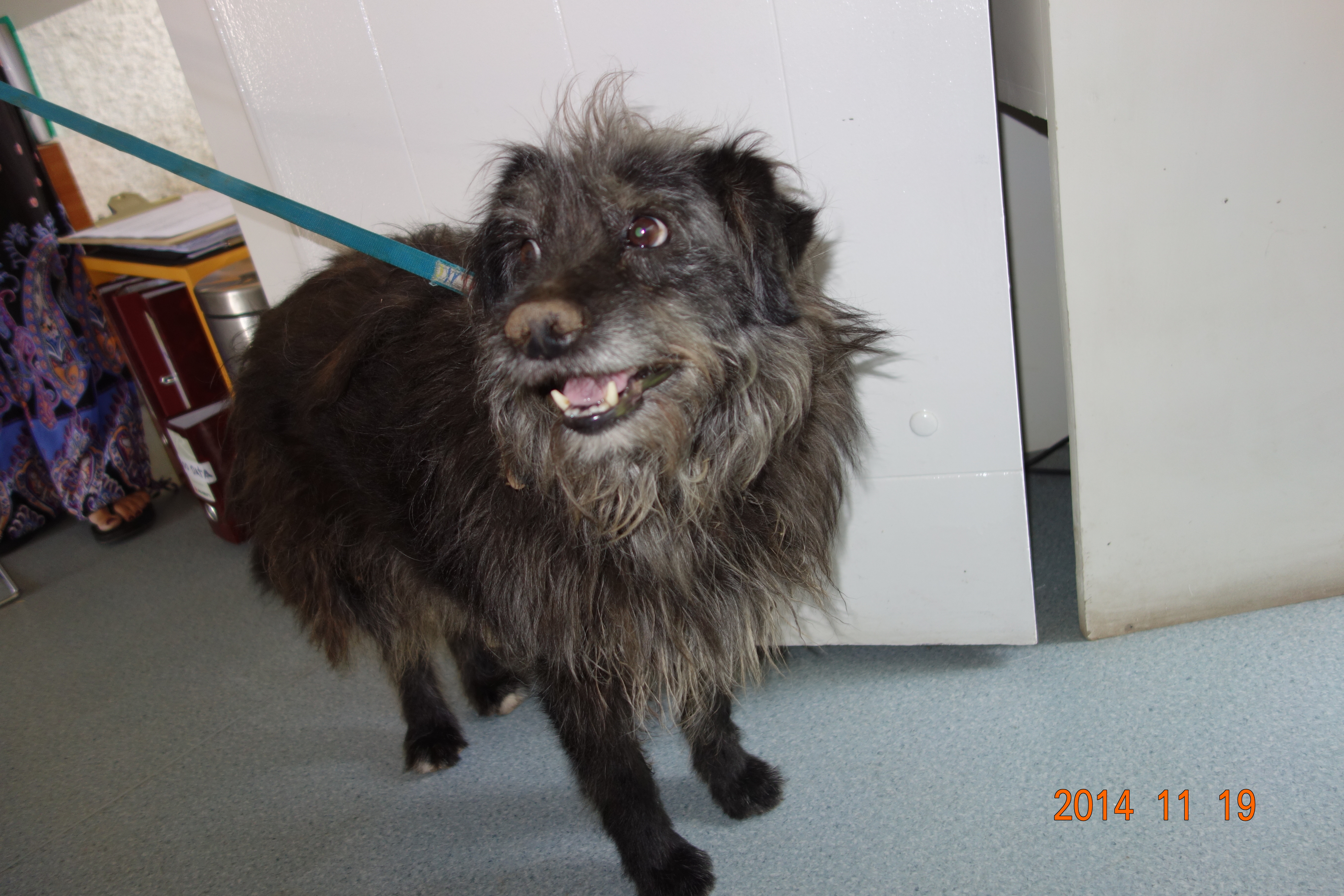 Taz is a sweet old man just looking for a warm house to lay and give and receive love!