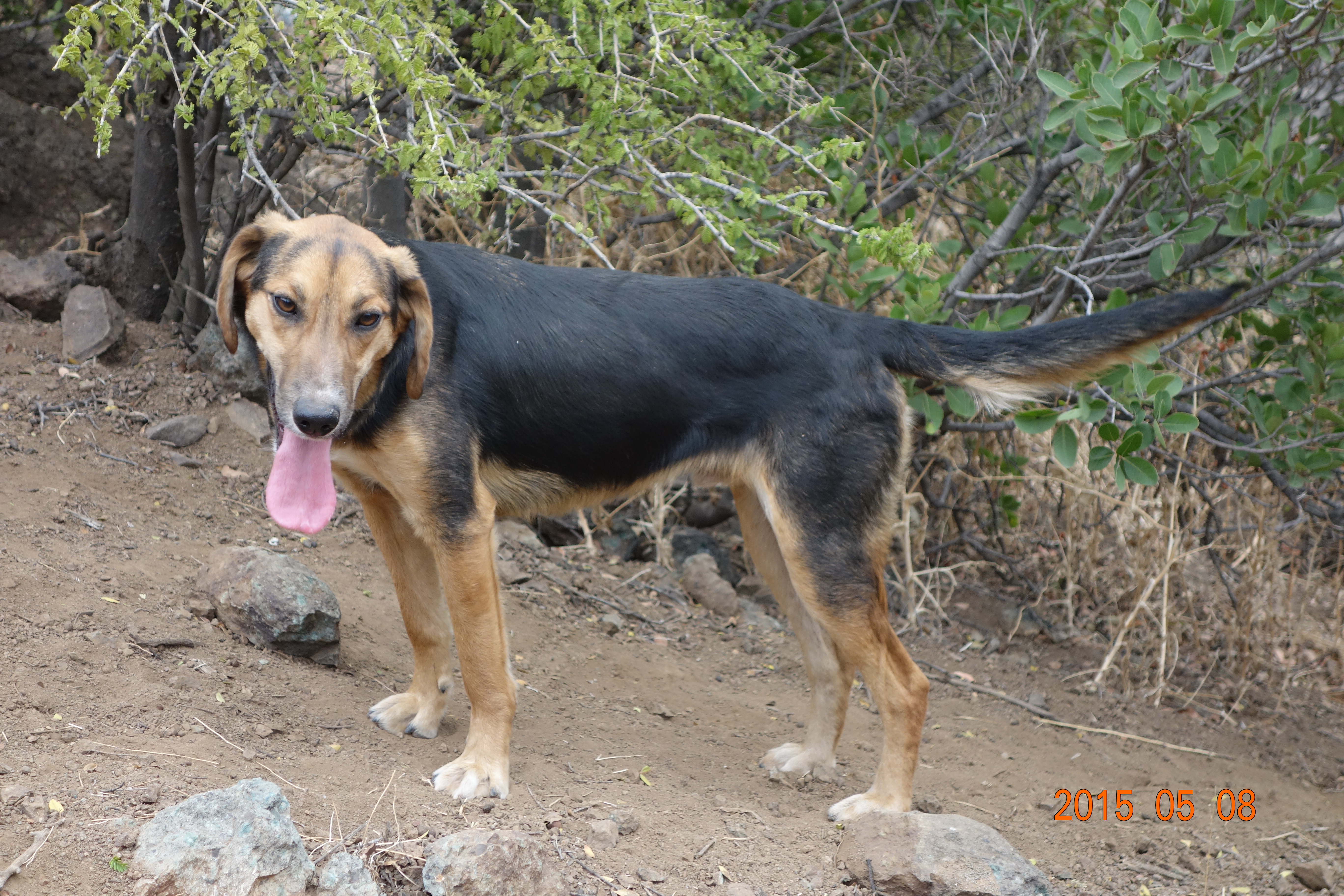 Saturday is a young boy who has lots of energy and is very sweet. We're thinking that he and Friday are siblings.