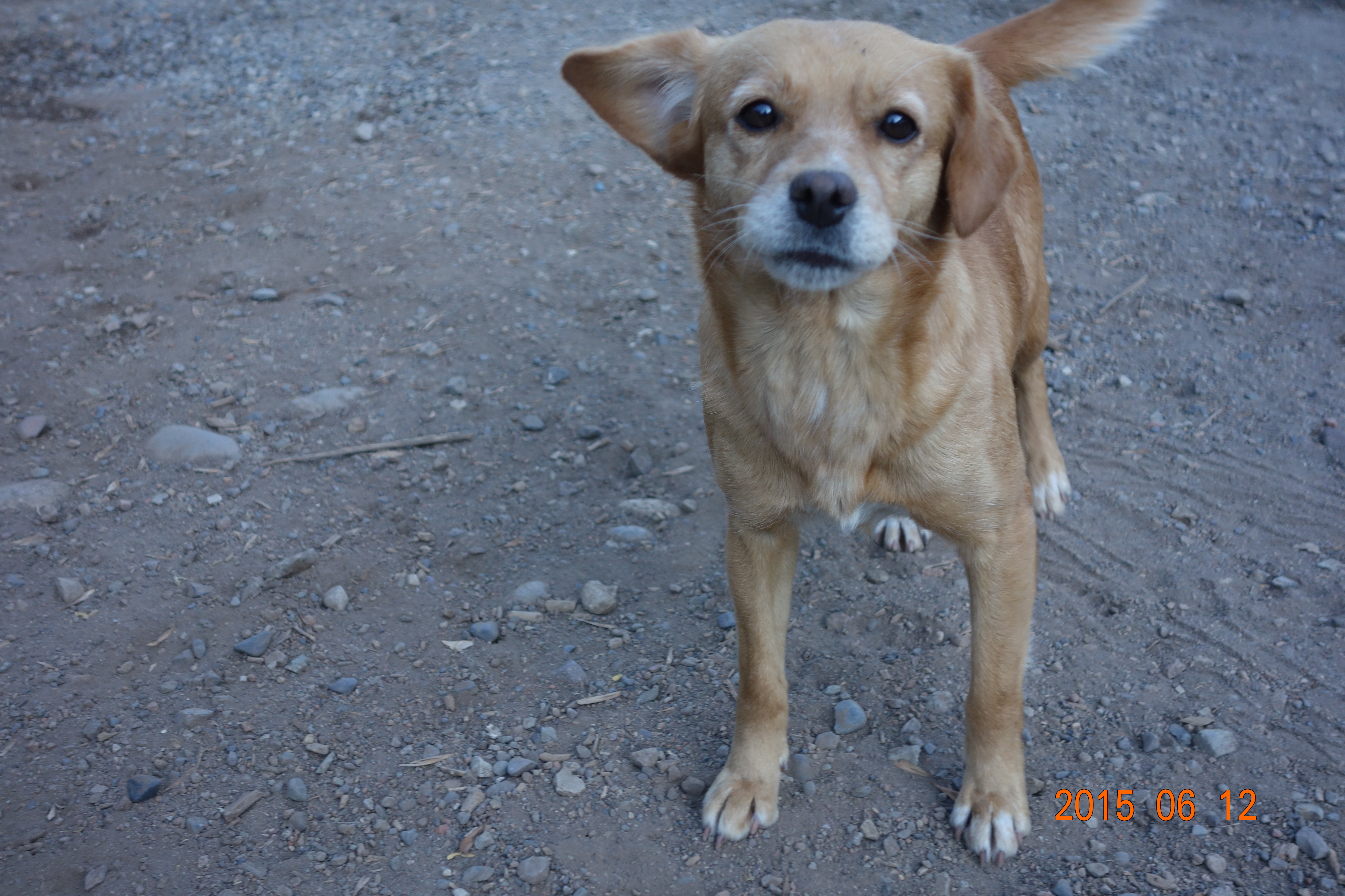 Orangie is a small,cute, shy girl who is getting more comfortable around humans. She hikes with us every week up the mountain.