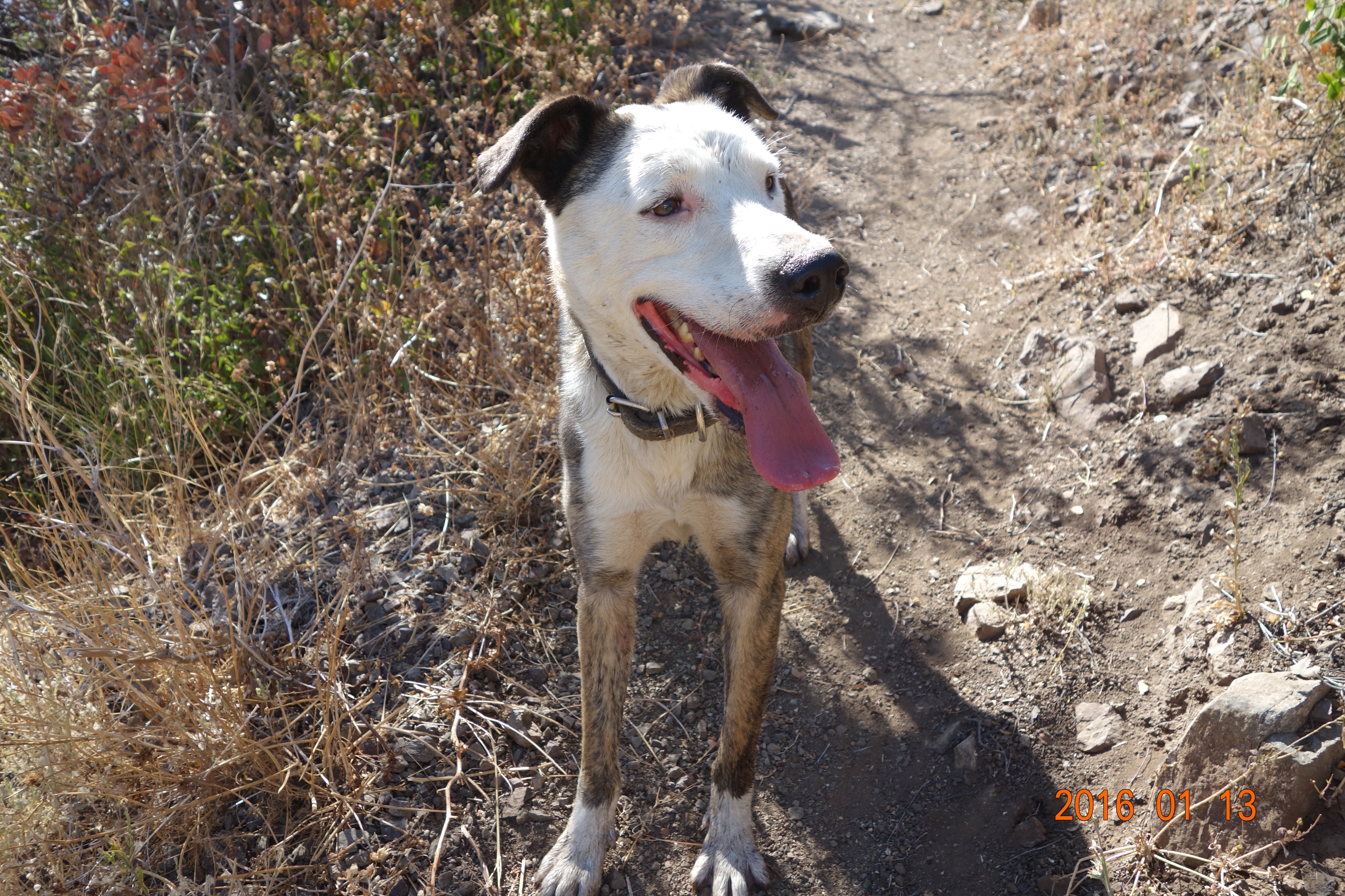 Tambor is a big beautiful easy going boy that would love a soft bed to snuggle up on.