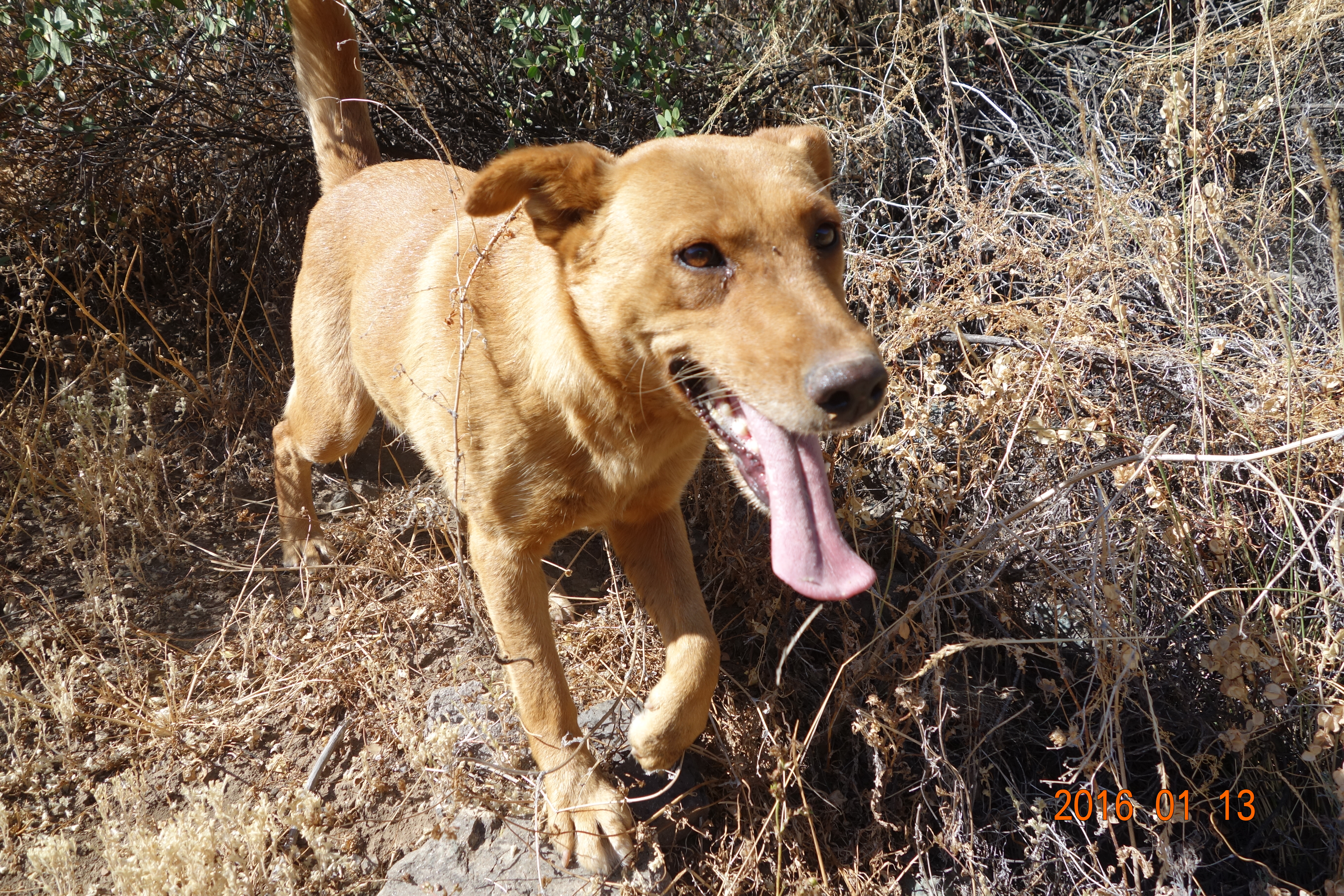 Wetty is a 3.5 year old female who is so loyal and would make an excellent guard dog and family member.