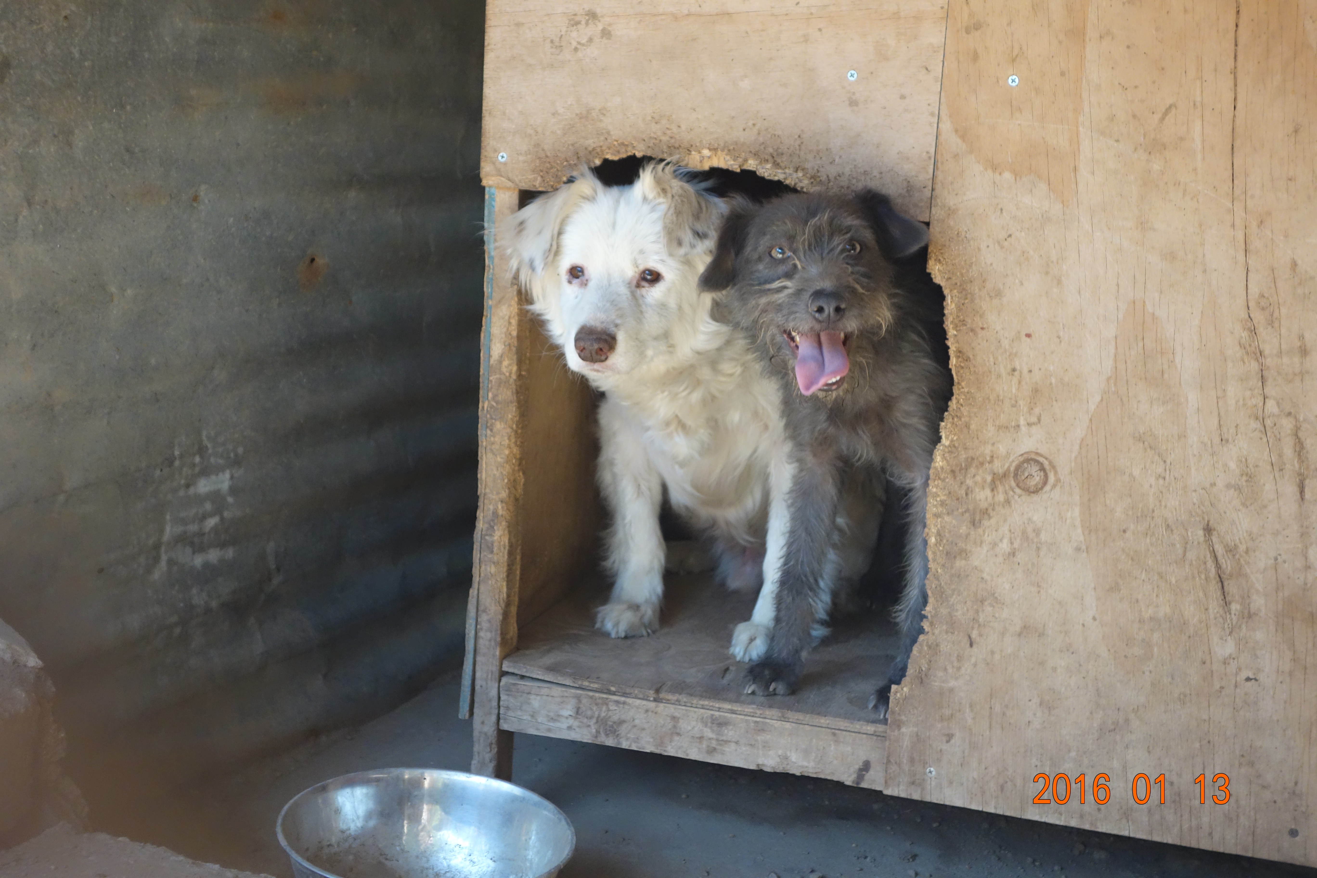 Chloe and Samuel are cage mates looking to break free of the shelter.