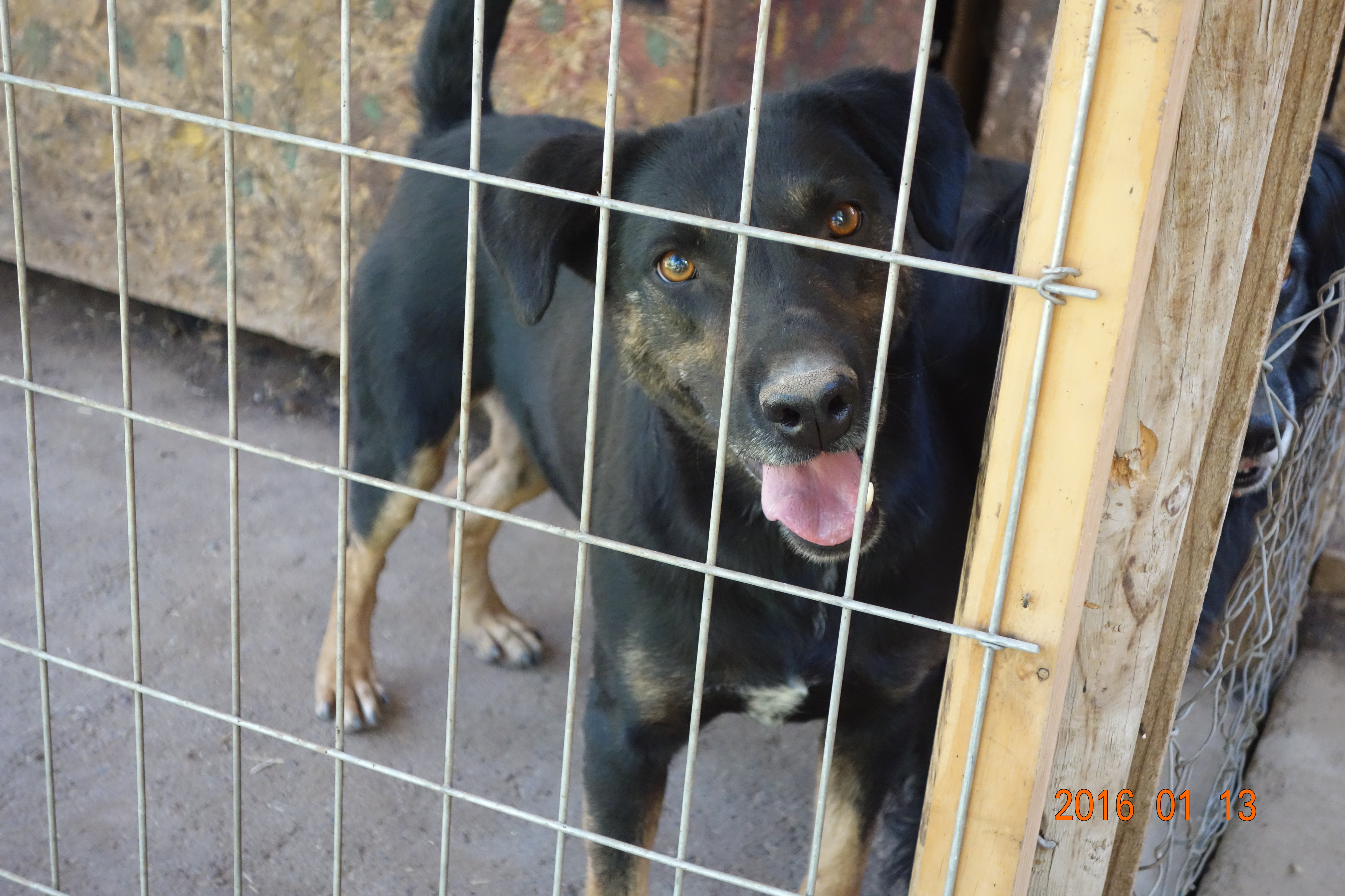 Cappy is a middle age boy looking for a great friend to take him on walks.