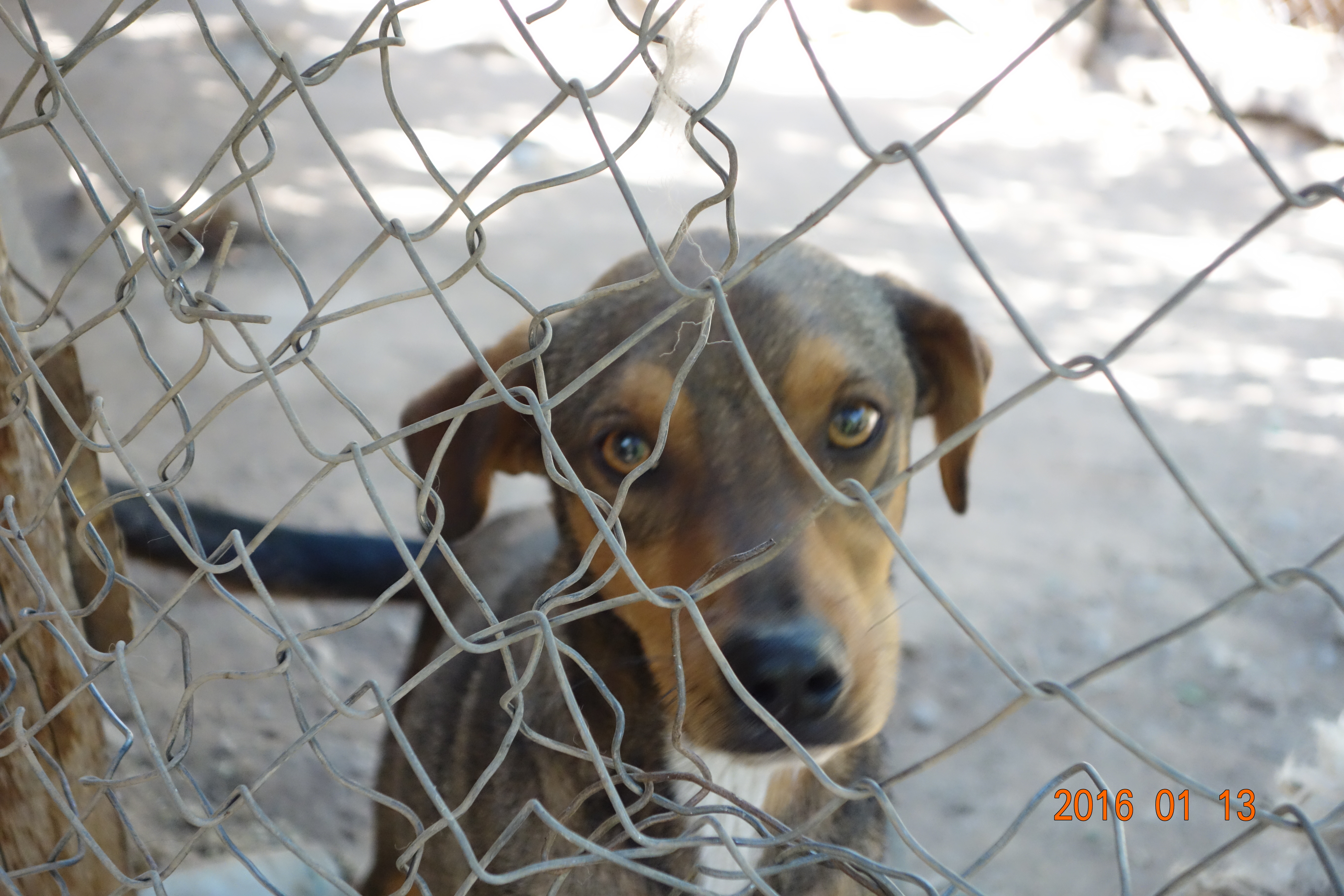 Diego is a sweet boy looking for someone to love him. Doesn't he have the most beautiful eyes.