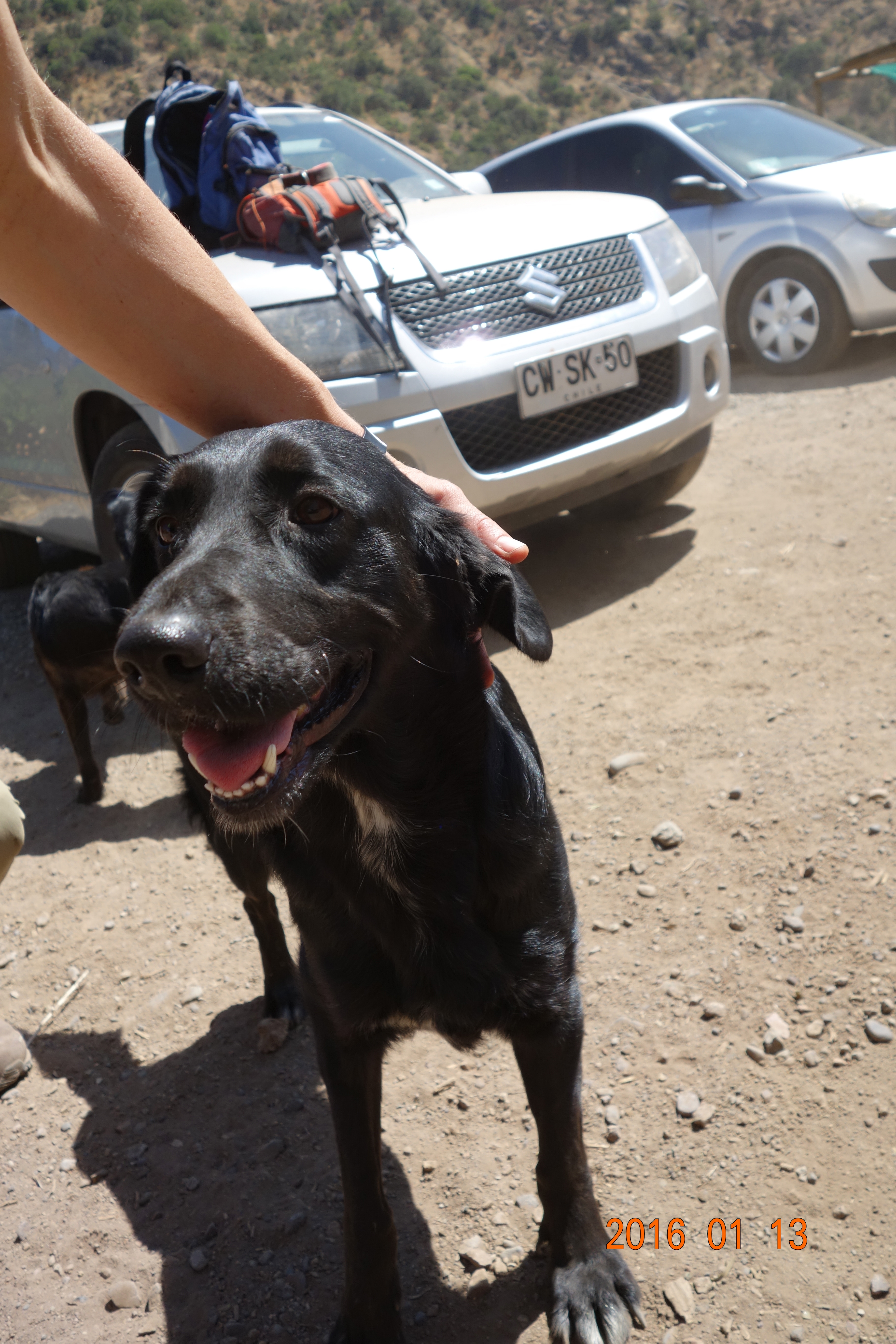 Luke is a young male and so sweet and eager to please. He has the softest fur.