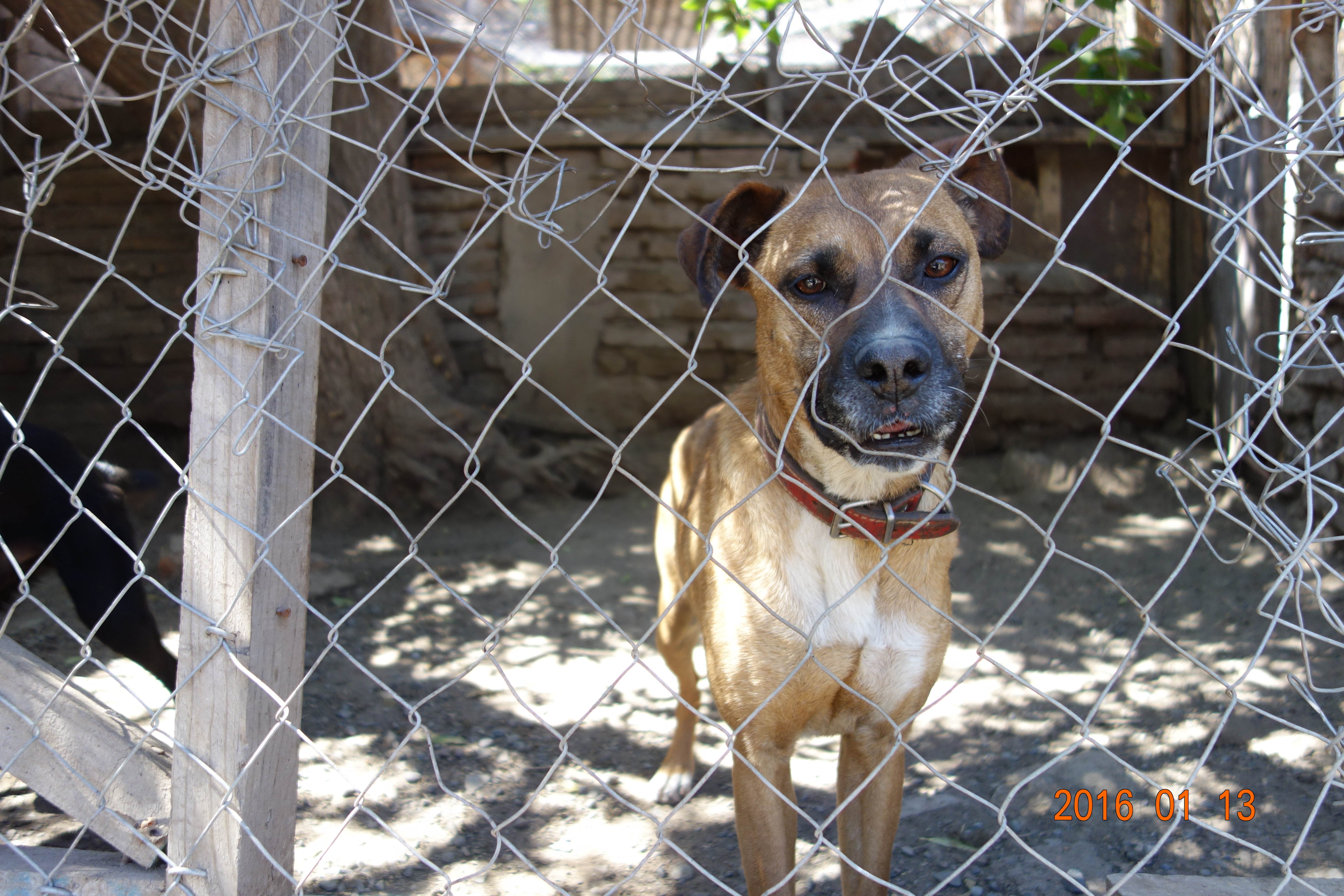 Pearla loves going on walks and would love to be a part of your family and protect you.