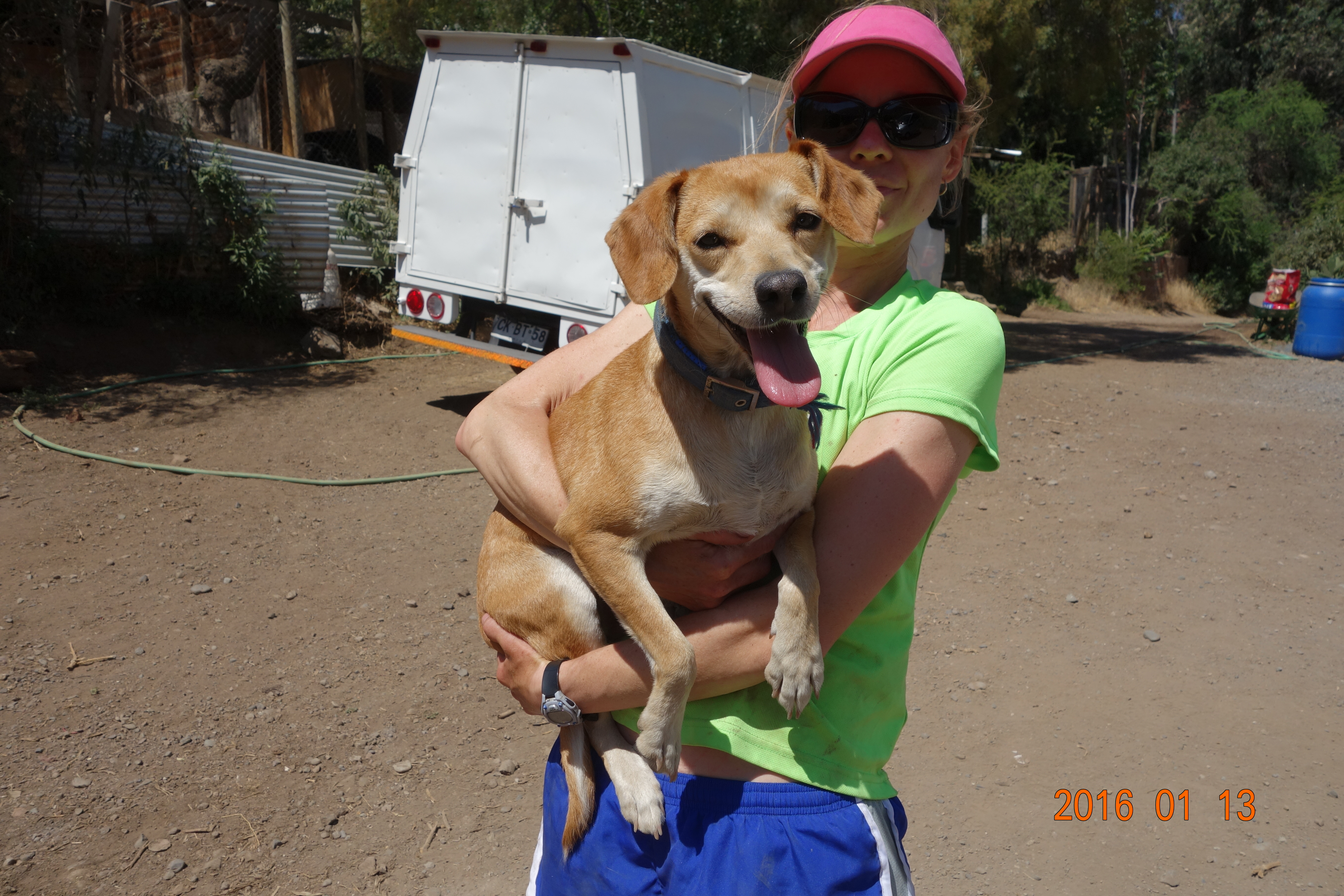 Sweetie is a sweet female who would love a family of her own.