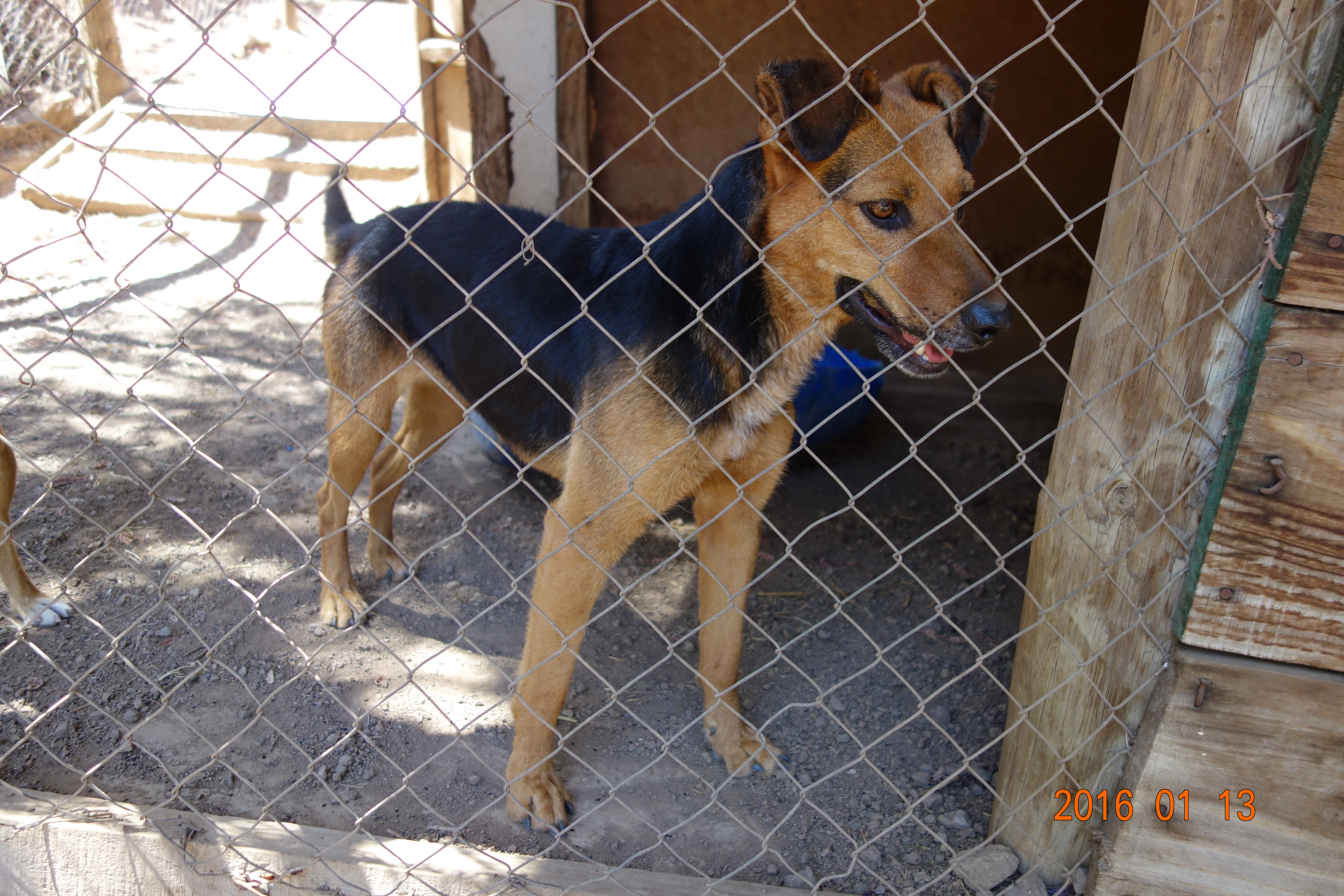 Luna Estrella is about 3 years old and is a very sweet girl and very obedient.