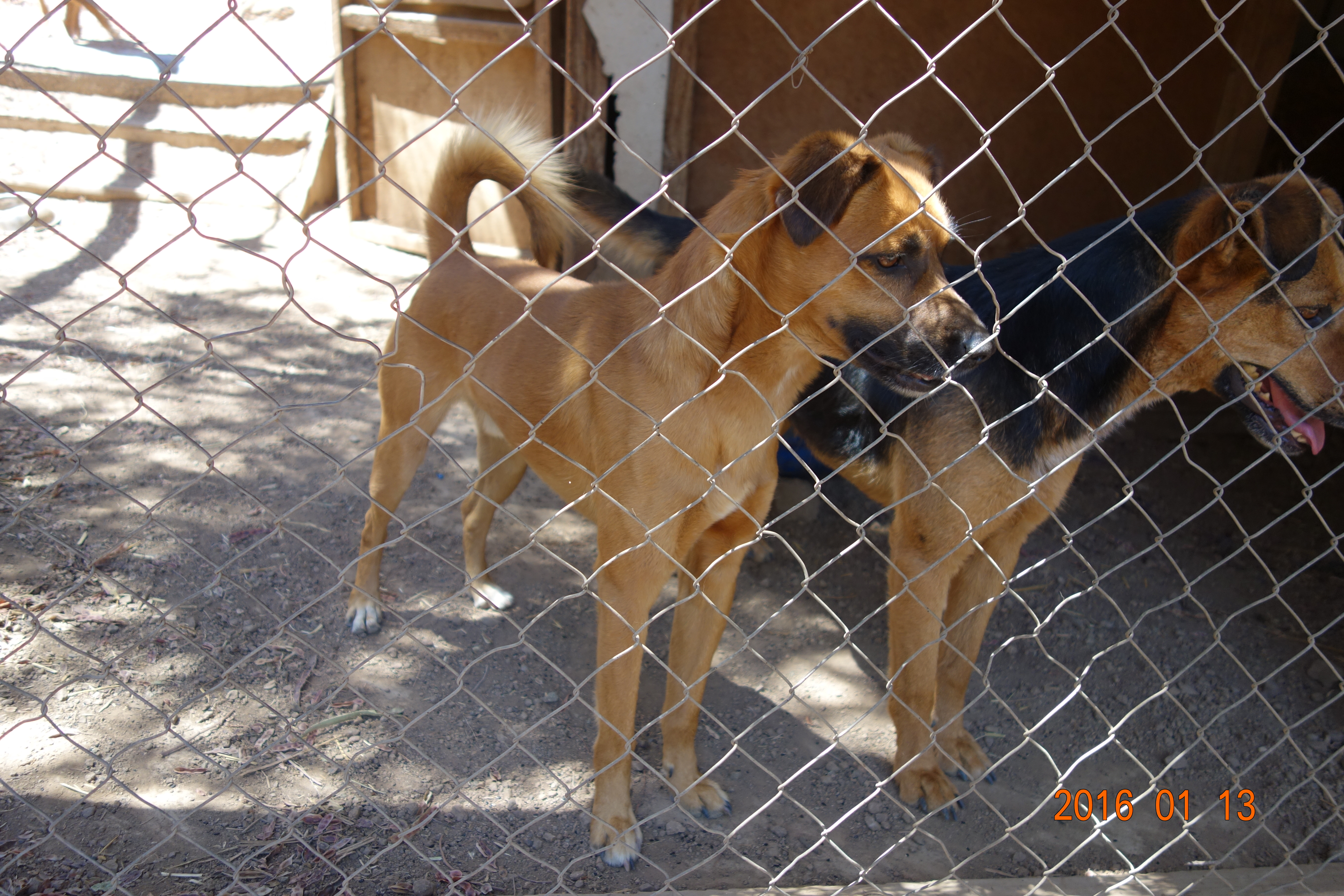 Jano is a sweet energetic man who would love to go on runs with you.