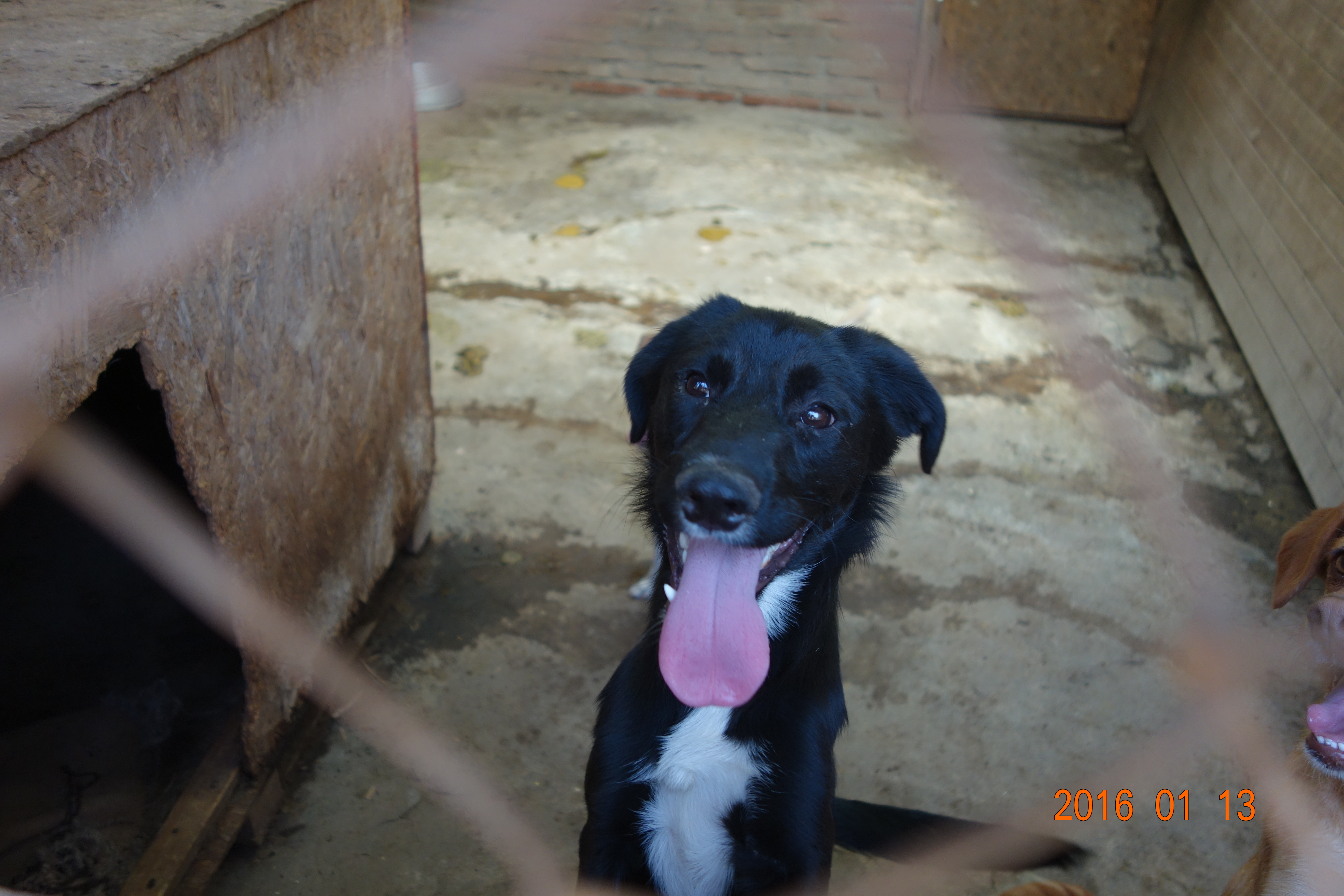 Jimmy is a smaller, young pup who is happy and eager to please.