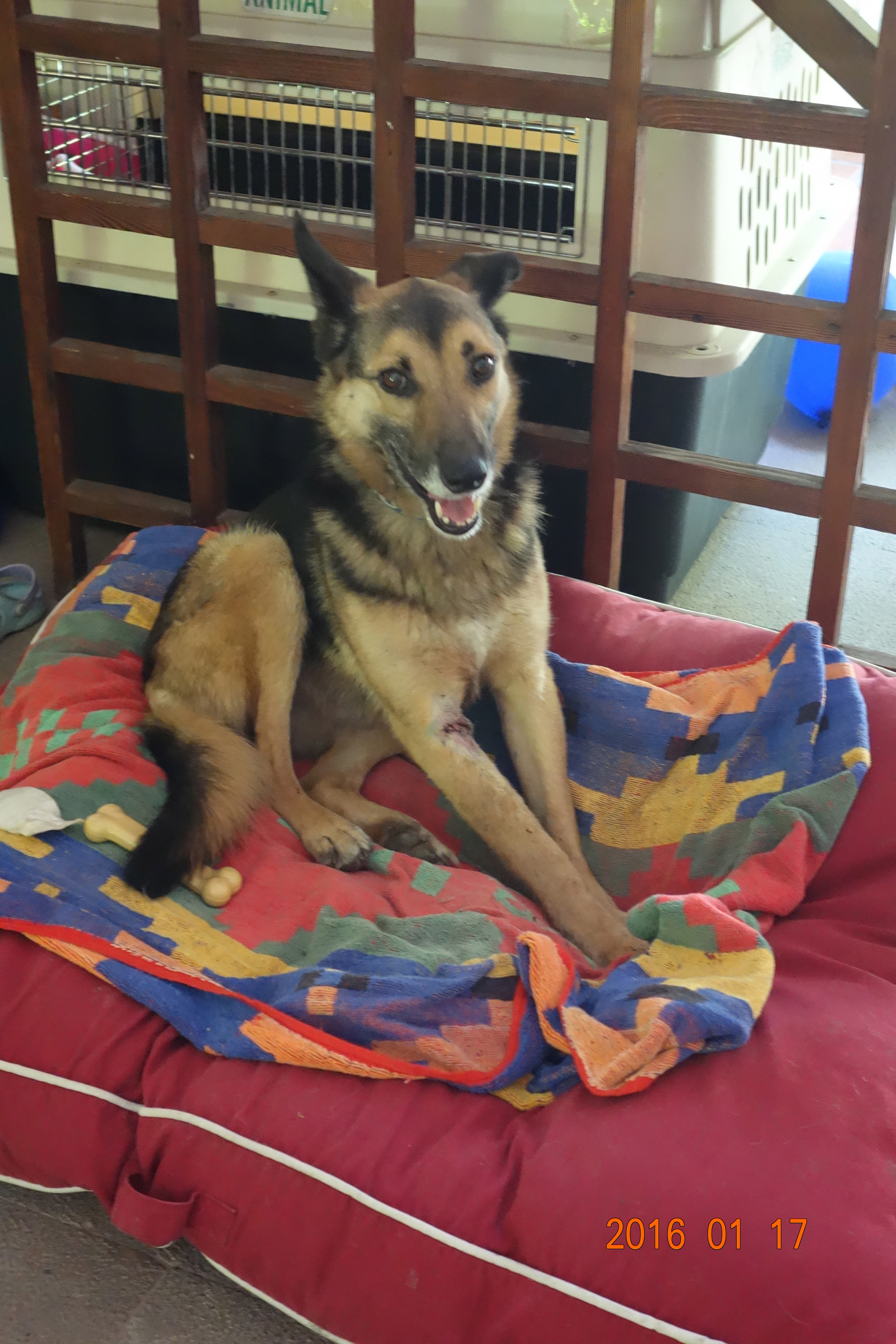 Kris was recently taken out of the shelter and put in foster care. She had lived about 6 years there in the shelter. She's loving being in a foster home! Kris an amazingly sweet girl looking for a person or family to love her. She's 100% potty trained, crate trained, and is very calm and quiet. She would be great in an apartment or house.