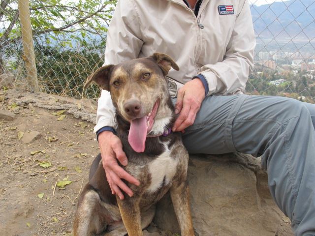 Pepa is a fabulous dog. she's intelligent and dedicated and loyal and responsive and eager to learn and absolutely full of affection. well socialized. sterilized and vaccinated and very strong and healthy. this female will make a fabulous pet and companion to the home who adopts her. Pepa es una perra fabulosa! Es muy inteligente y leal; atenta y busca siempre aprender algo. Llena de cariño, bien socializada, vacunada, fuerte y sana. Esta perra va a ser una excelente compañera y mascota para quien la adopte.