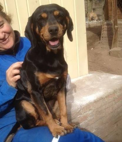 Rosie is a smaller dog and is about 2 years old. She walks excellent with us on our hikes and obviously she thinks she's a lap dog :)