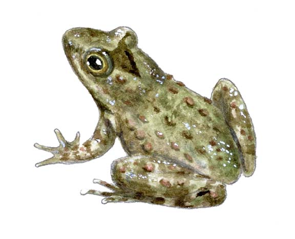cricket20frog.jpg?ssl=1