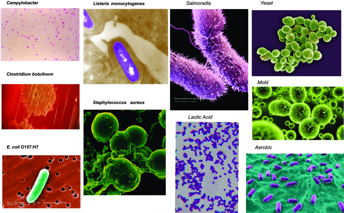 Image result for food-borne pathogens