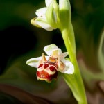 ADRASANA OZGU BITKILER - ARI ORKIDESI