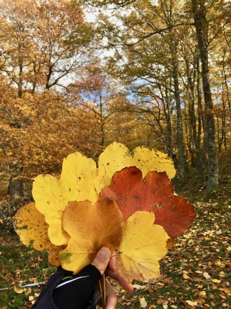 Things to do in Castelmezzano Basilicata Autumn Leaves Adriana Licio The Witch is dead