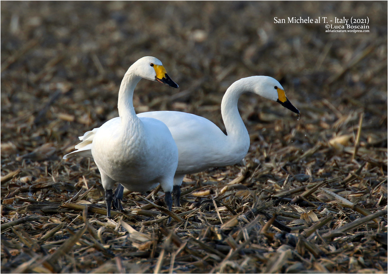 Another winter with plenty of bird rarities in the Veneto, despite