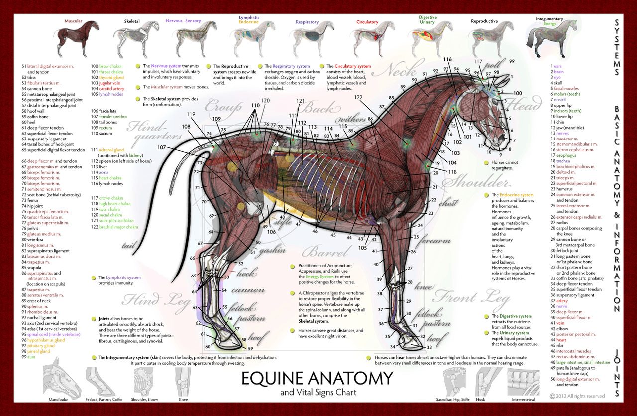 2012basic anatomy chart 11by17.webp