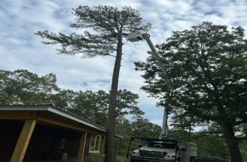 adv tree projects 4.jpg