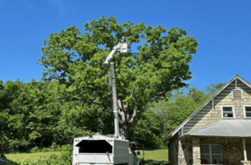 adv tree projects 6.jpg
