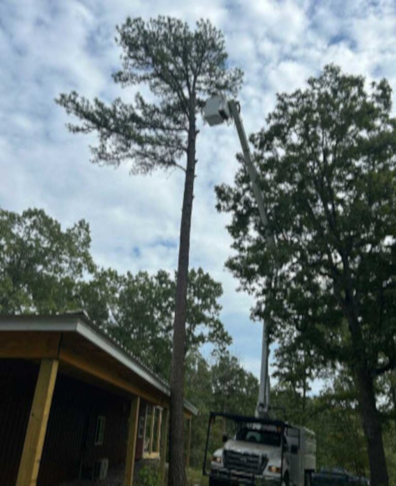 adv tree serv mis vis