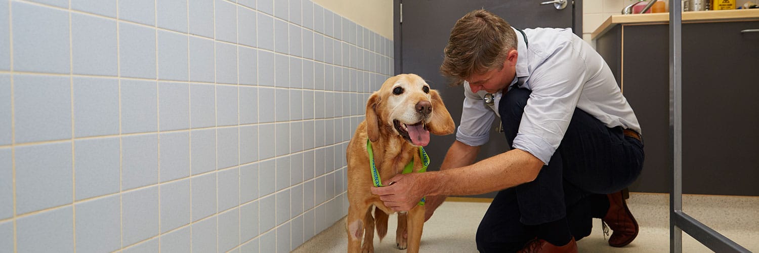 about advanced vetcare 24 hour vet care in melbourne on advanced pet care kensington