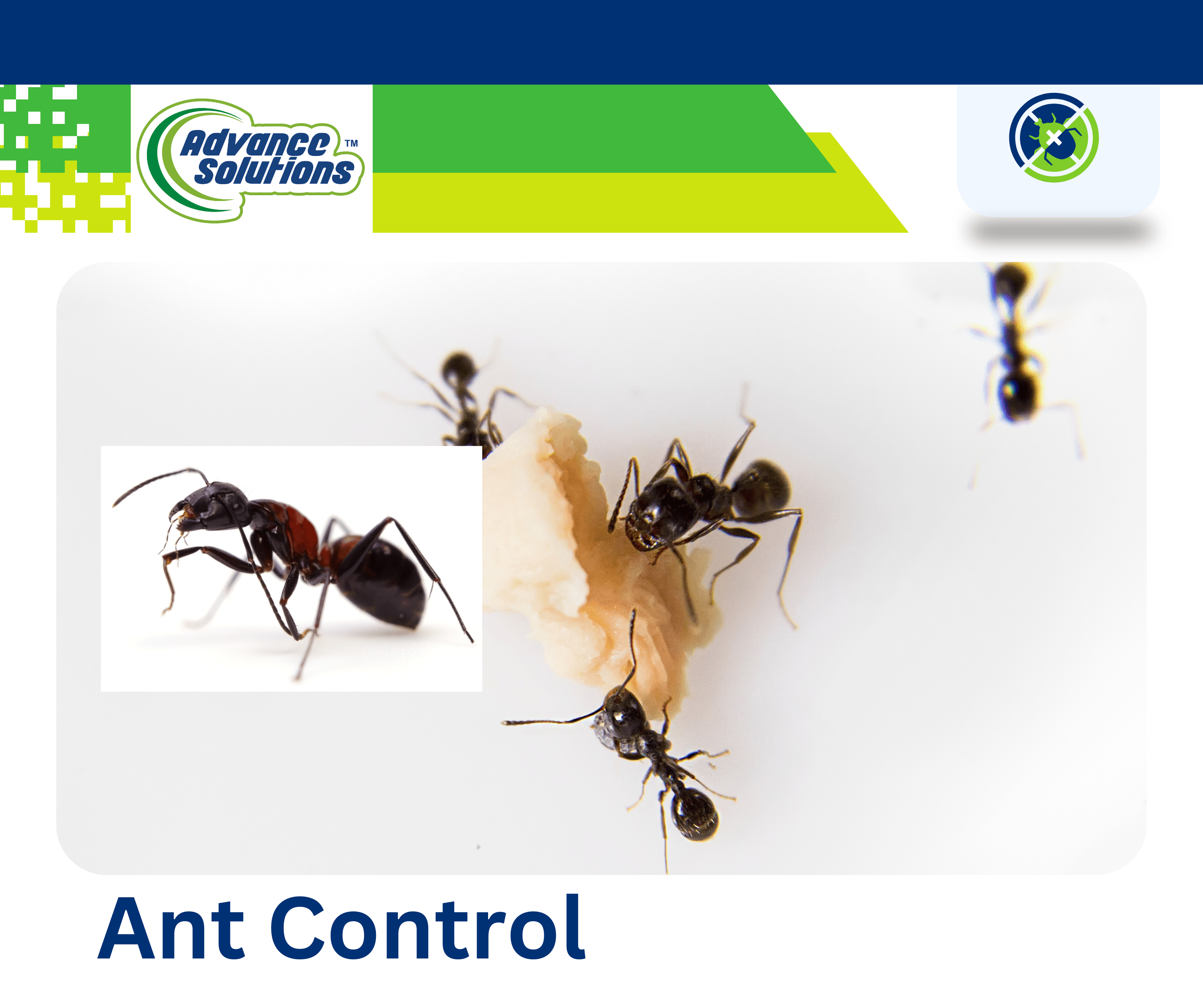 Close-up of a bait used for ant control.