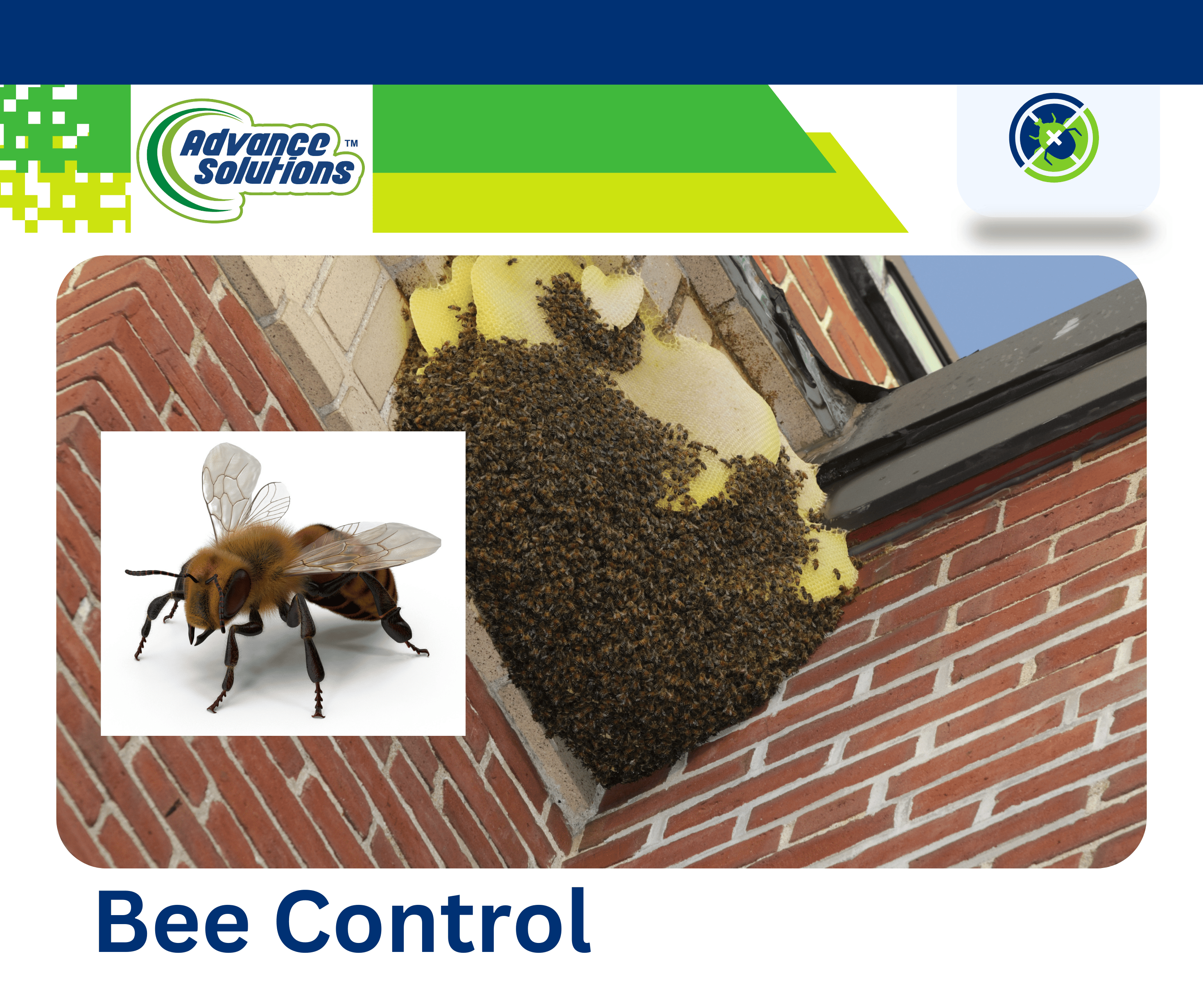 Bee control: Safe hive removal from a residential property