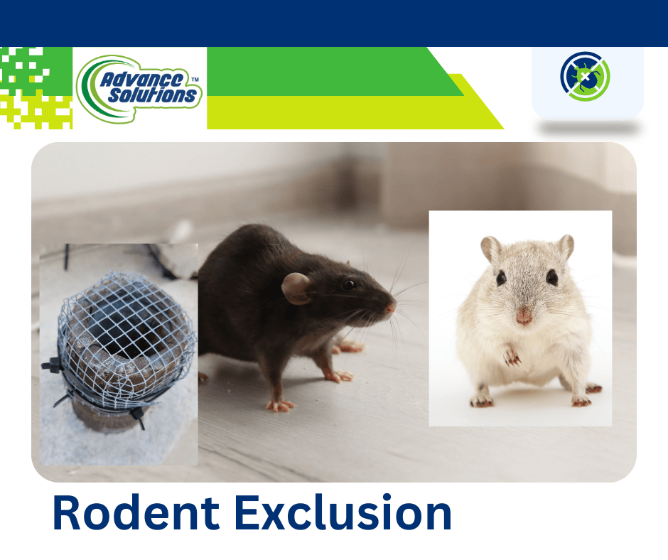 Rodent exclusion by Advance Solutions