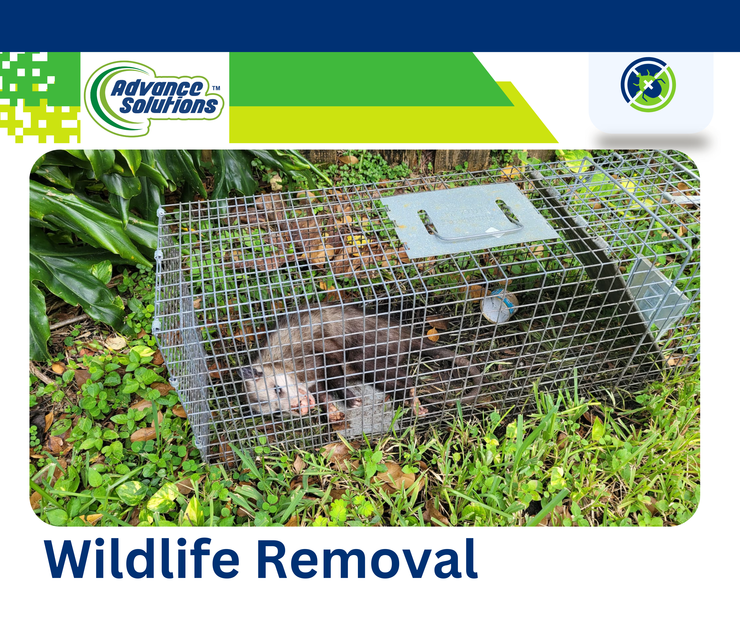 Wildlife removal experts safely relocating a opossum