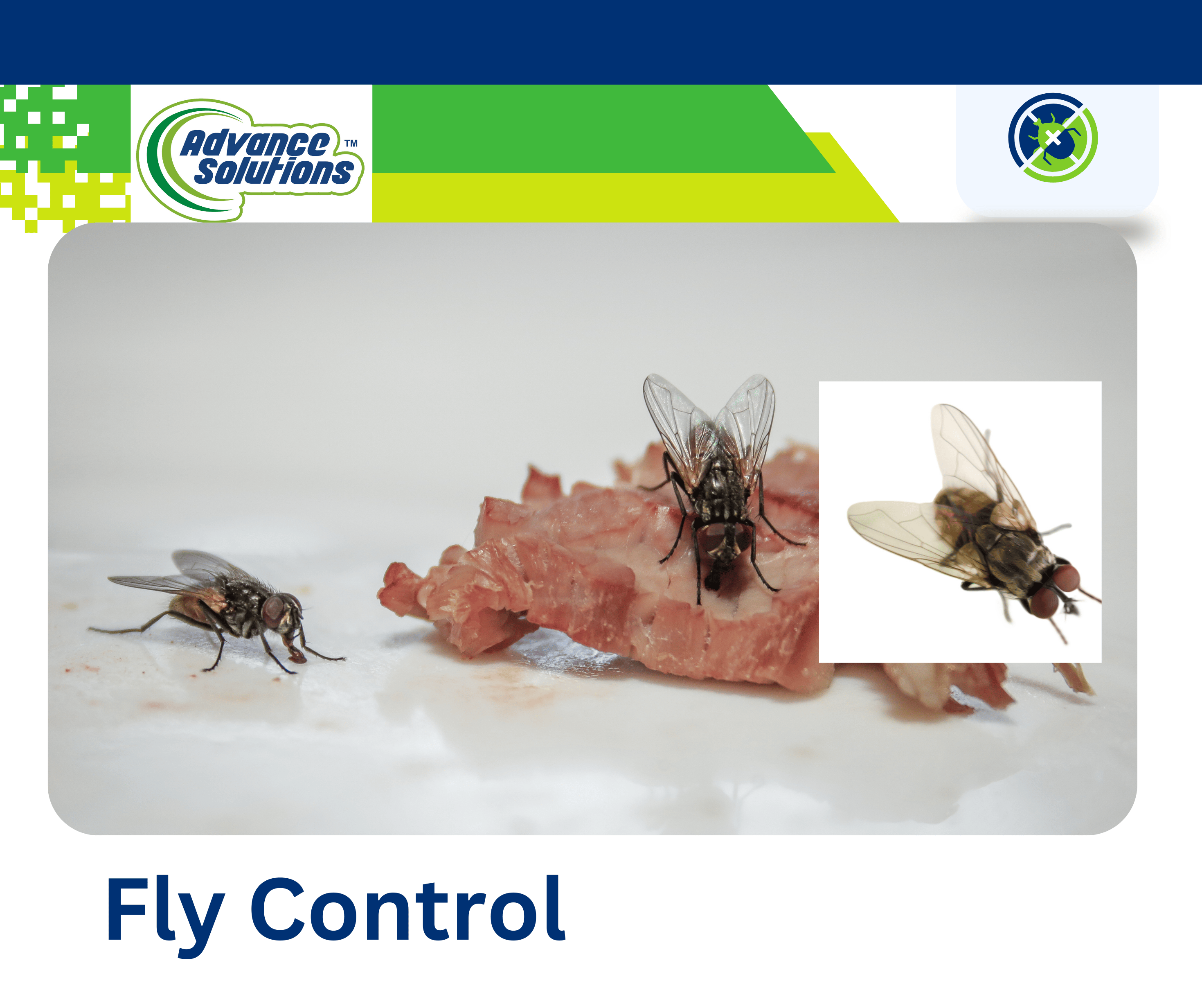 Close-up of a bait used for fly control.