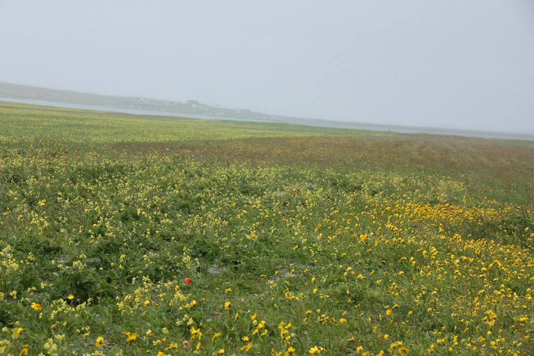 Machair on Berneray