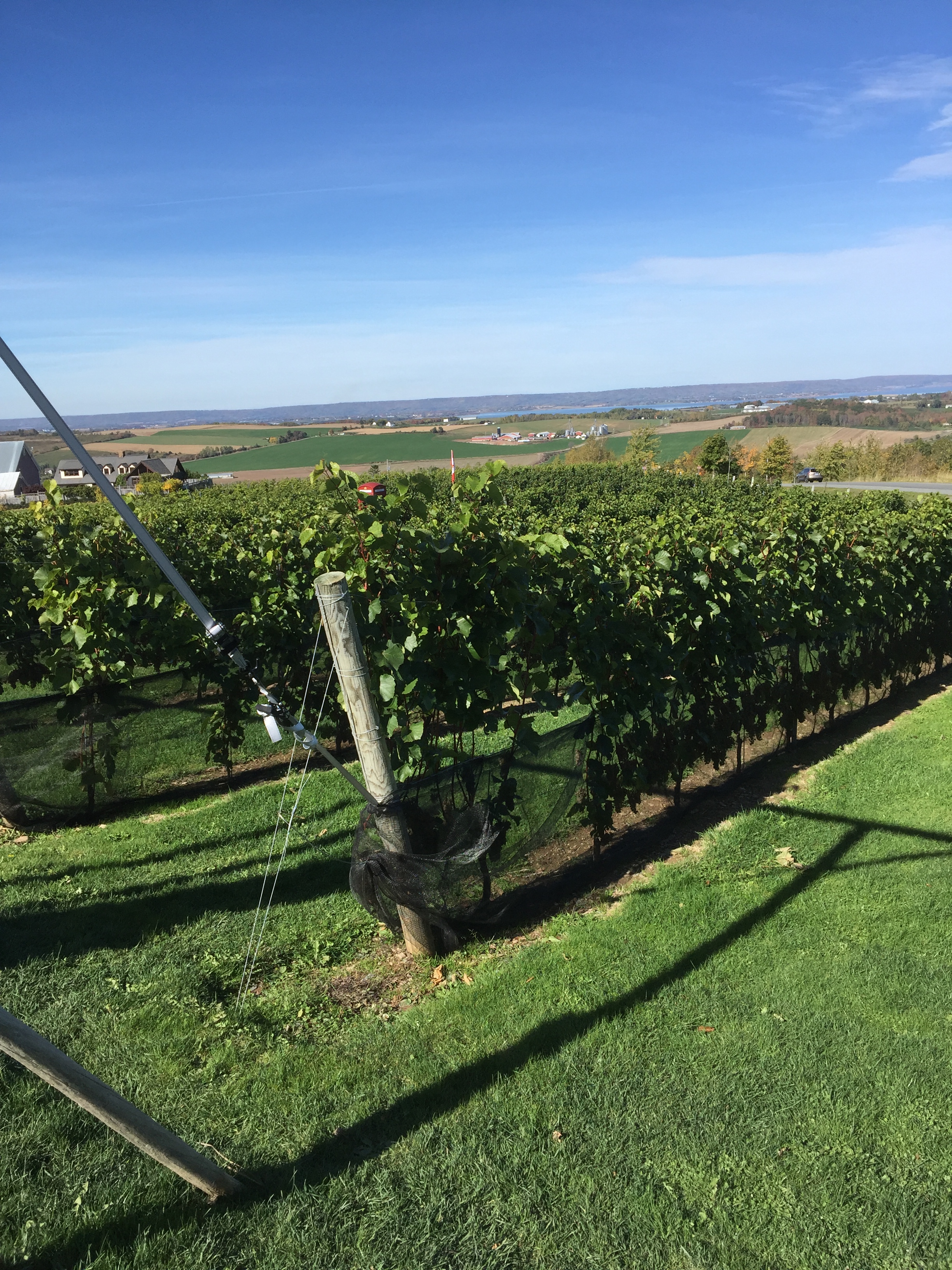 Vines and grapes, good things to come!