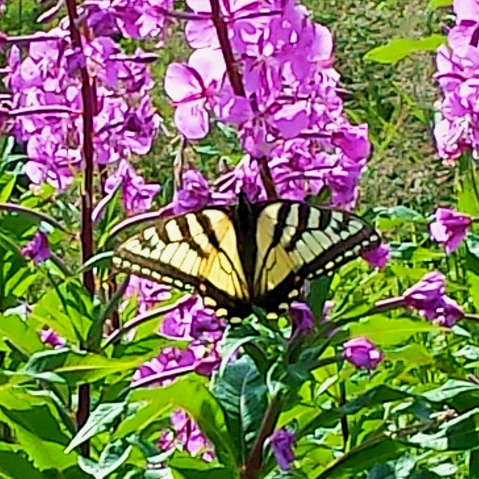 Eye candy everywhere