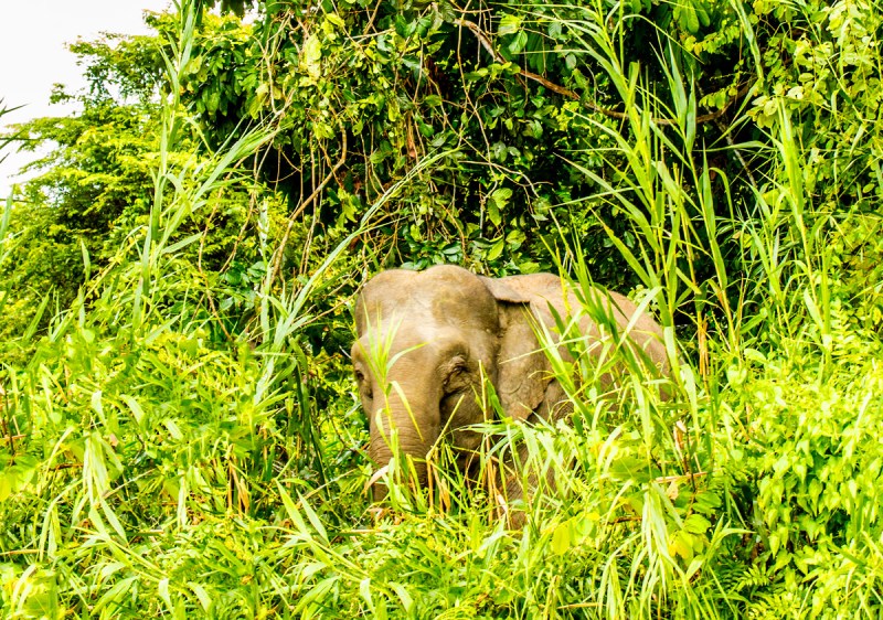 Borneo Pygmy Elephant in Tall Grass in Borneo
