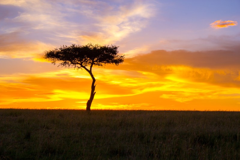 Sunset with an acacia tree in Masai Mara, Kenya