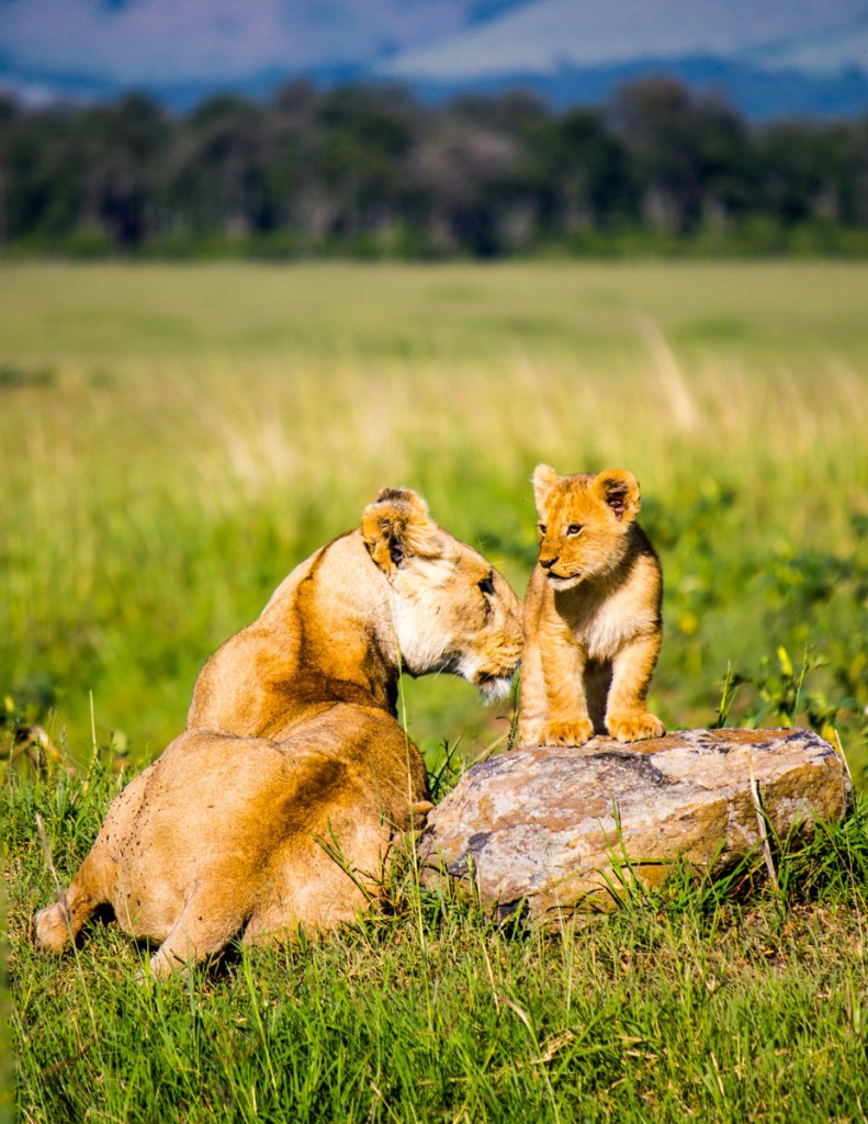 Lioness is nuzzling a cub that is standing of a rock in Maisai Mara Game Reserve