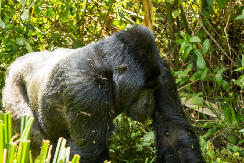 Silverback Mountain Gorilla very close by walking by us.